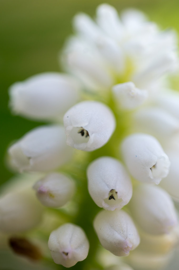 Tiny White Flower