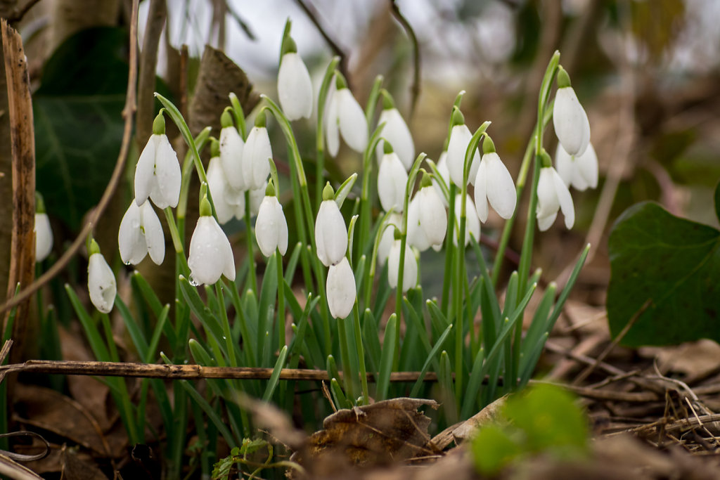 Snowdrops