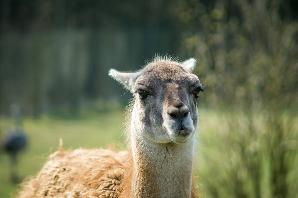 Guanaco (Lama guanicoe)