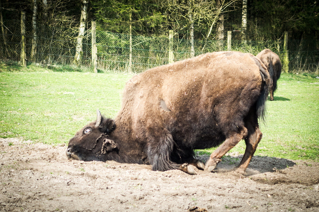 American bison (Bison bison)