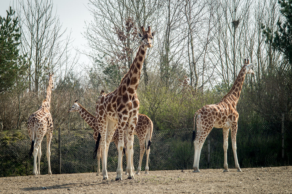 Baringo giraffe (Giraffa camelopardalis rothschildii)