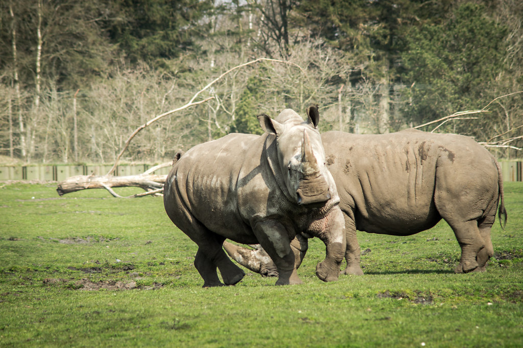 Southern white rhinoceros (Ceratotherium s. simum)