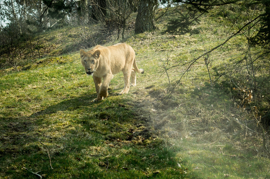 Lion (Panthera leo)