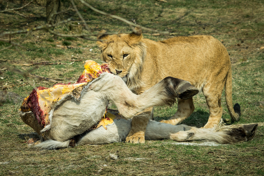 Lion (Panthera leo)