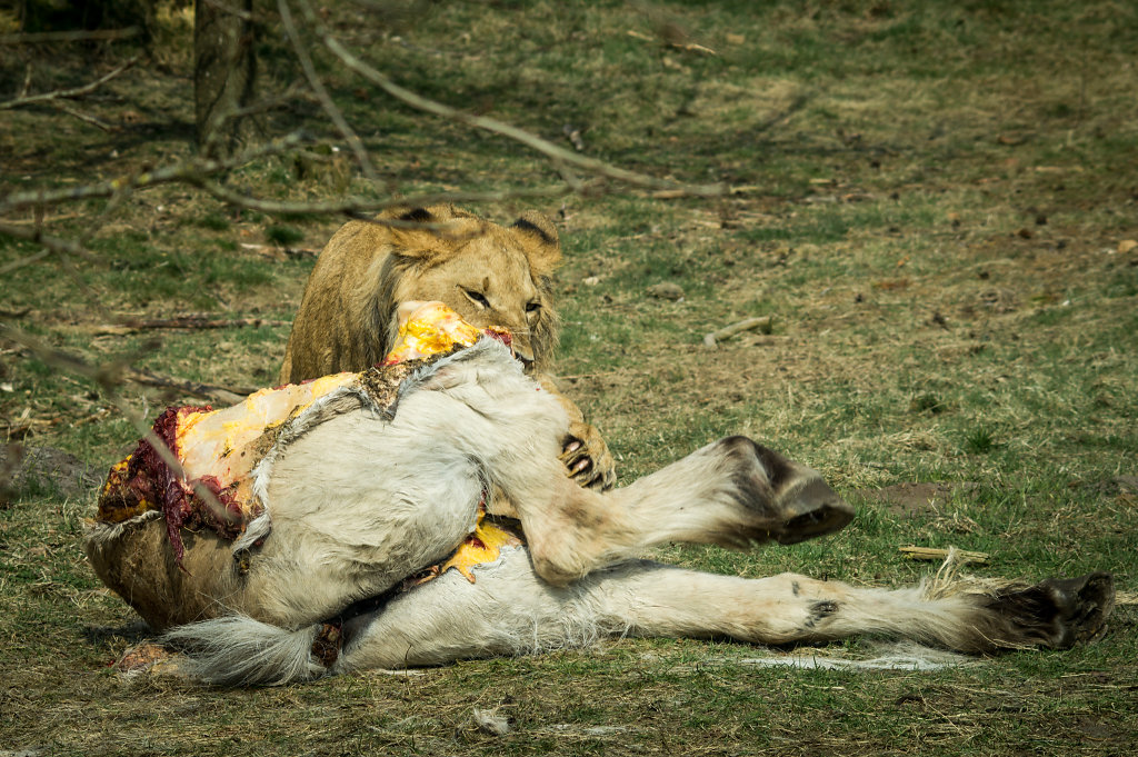 Lion (Panthera leo)