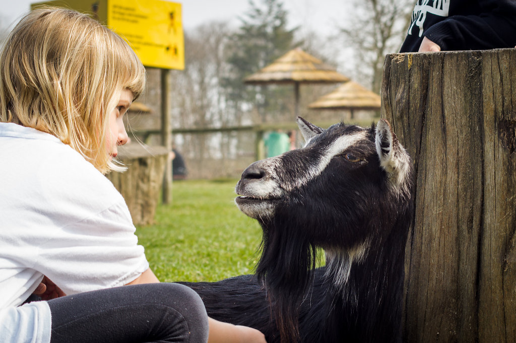 Laura and a domestic goat (Capra hircus)