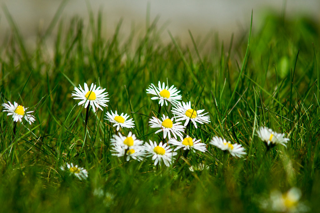 Small Flowers