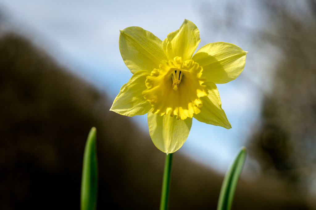 Daffodil