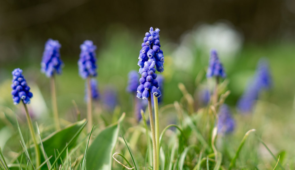 Purple Flowers