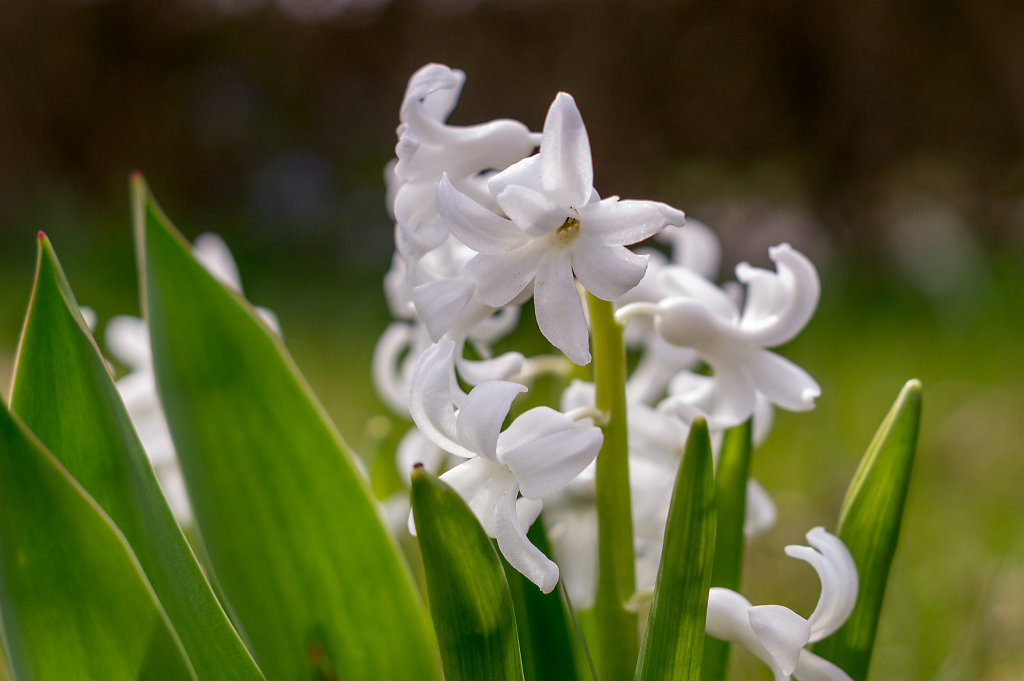 White Flowers