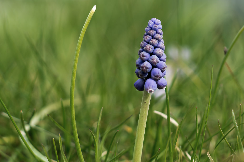 Purple Flower