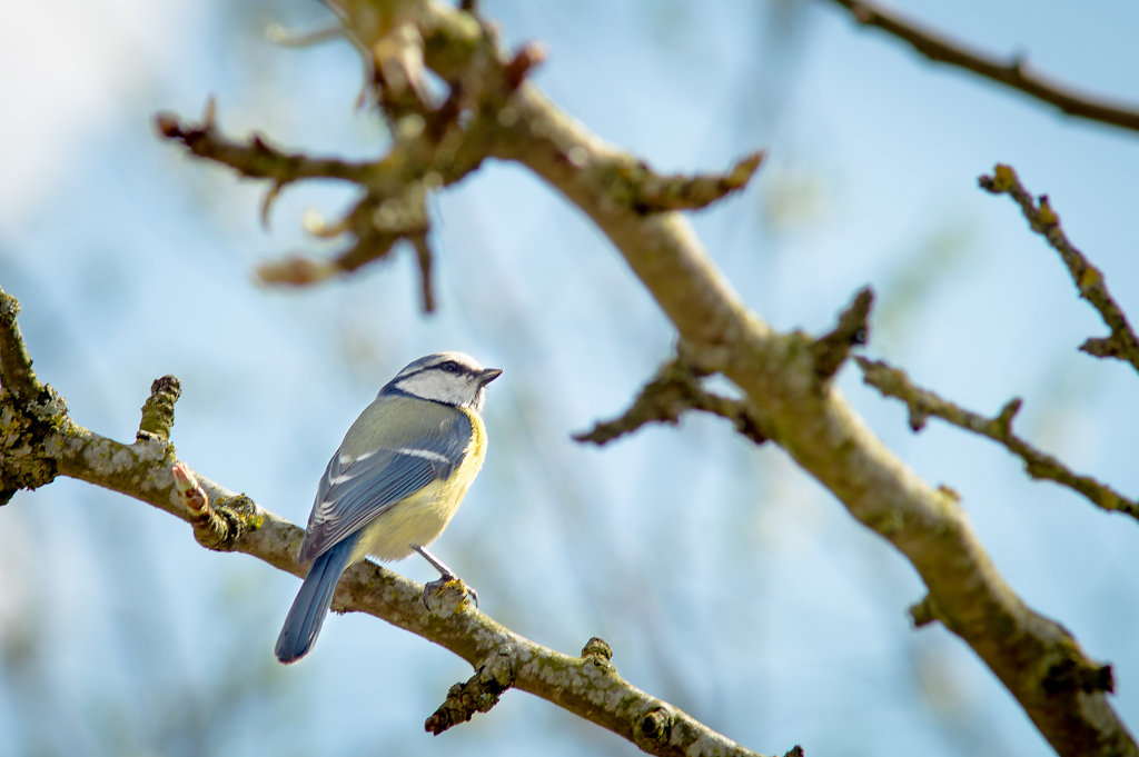 Bluetit