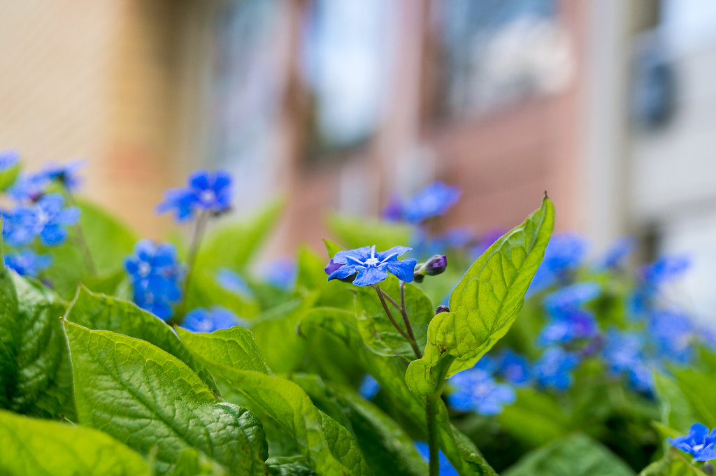 Flowers