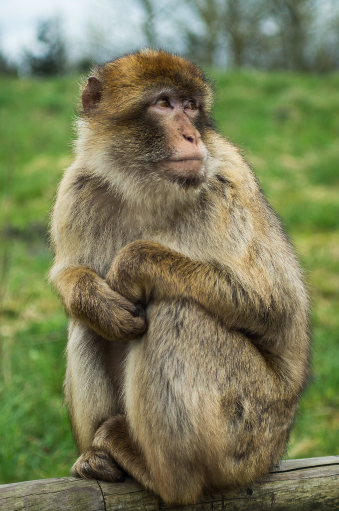 Givskud Zoo