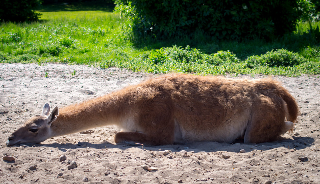 Givskud Zoo