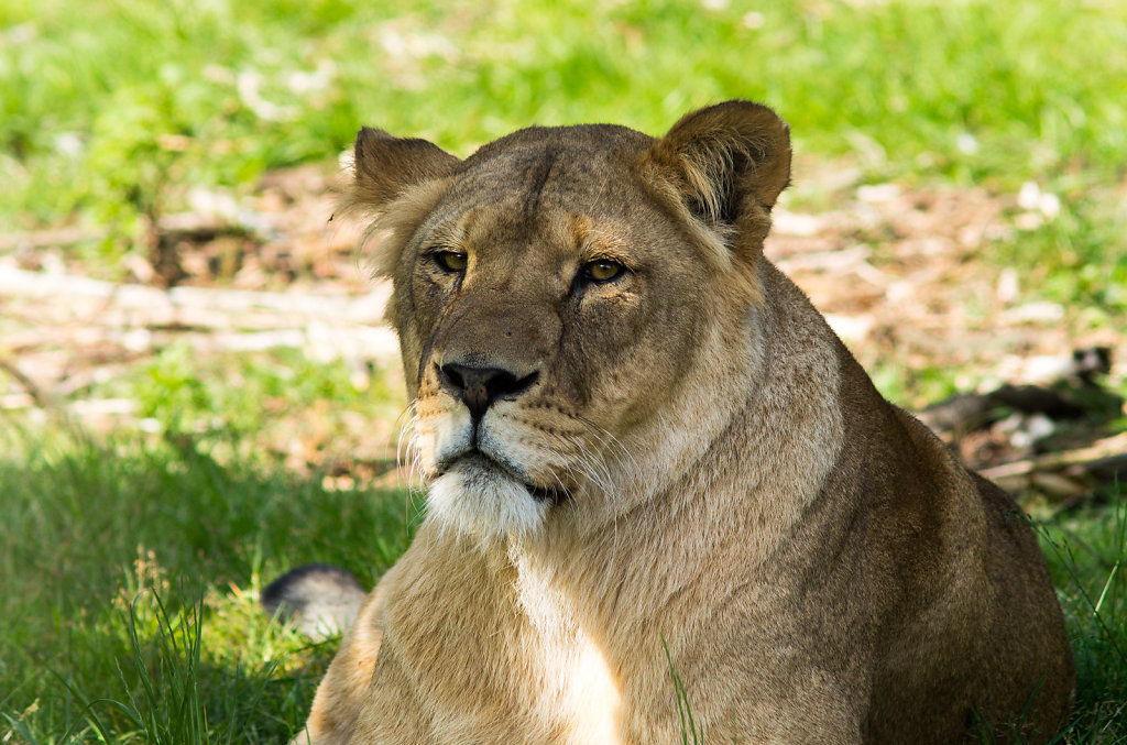 Givskud Zoo