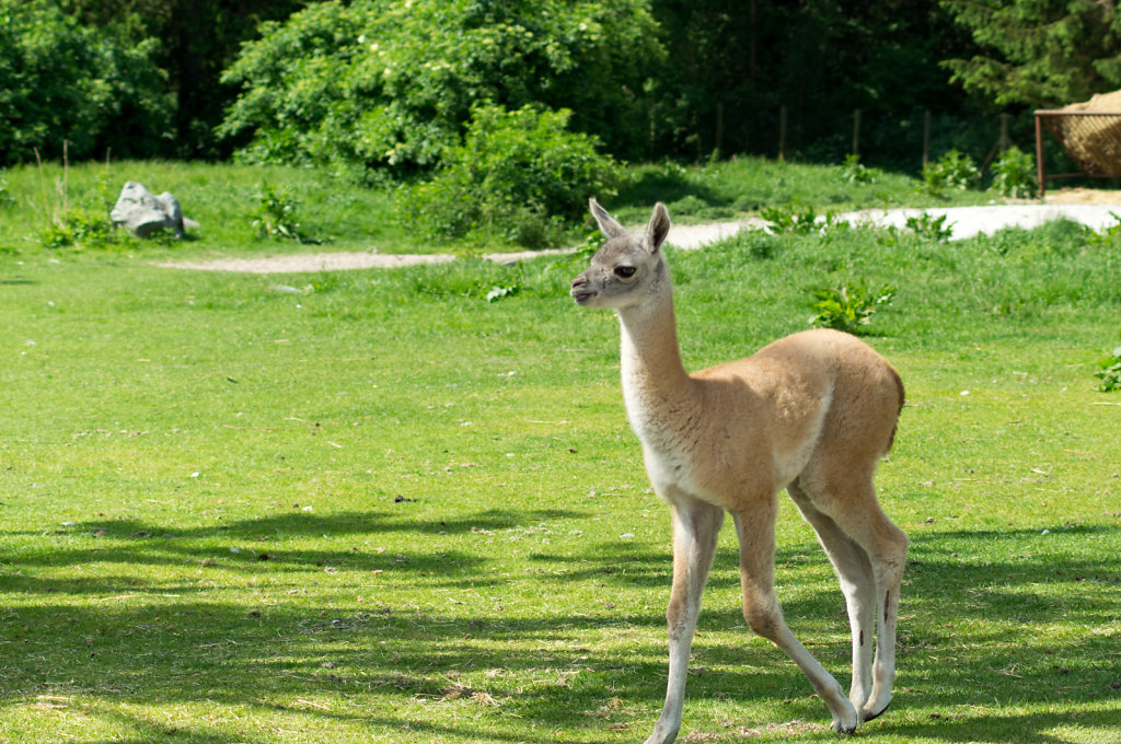 Givskud Zoo