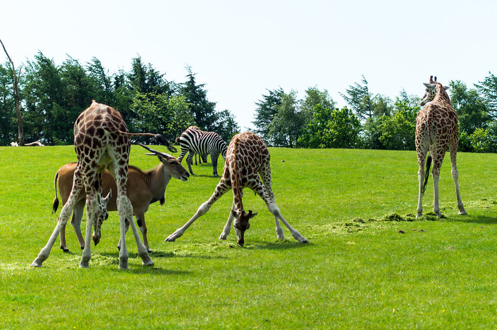 Givskud Zoo