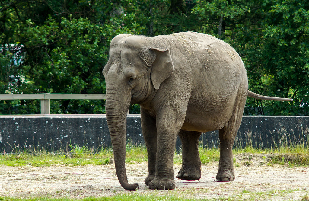 Givskud Zoo