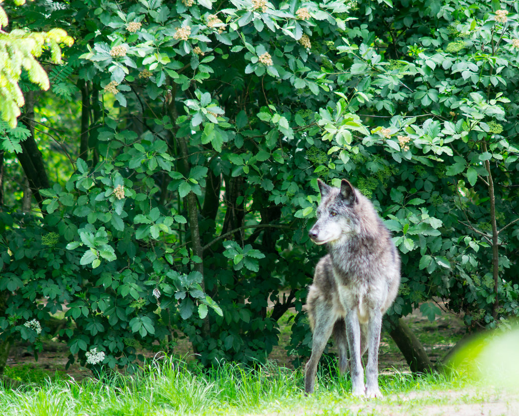 Givskud Zoo