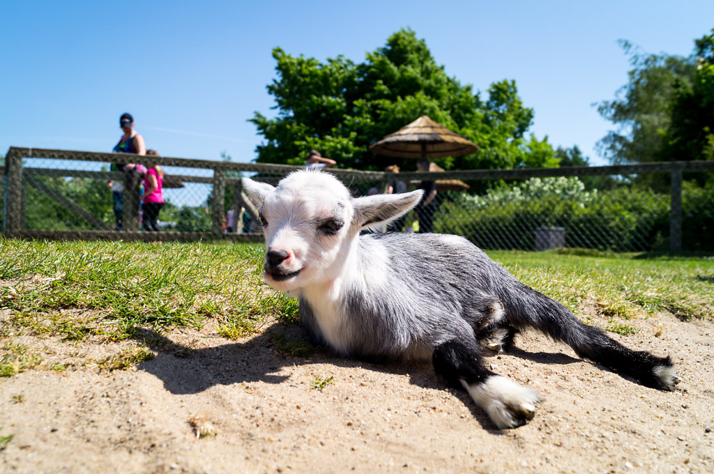 Givskud Zoo