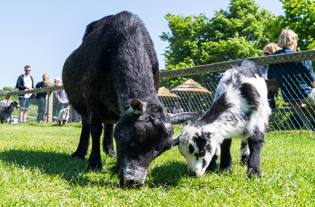 Givskud Zoo